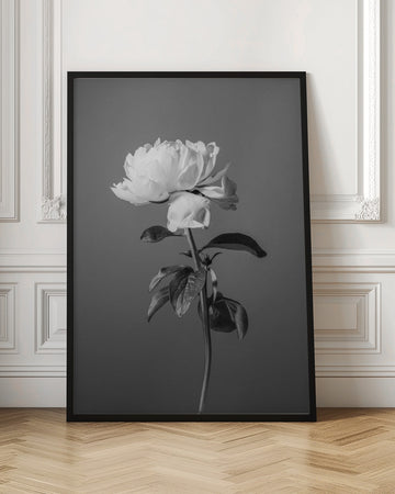 Monochrome Peony Flower | Poster - Room Interior 1