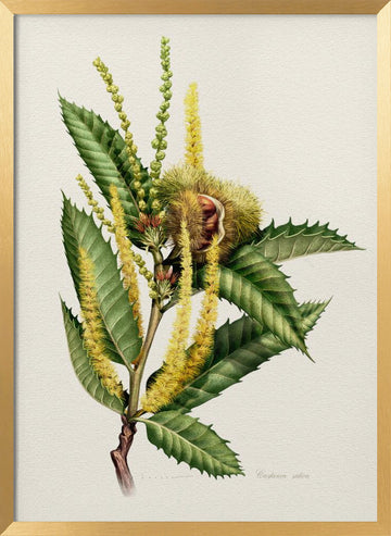 Sweet Chestnut Study | Poster - Gold Frame Interior