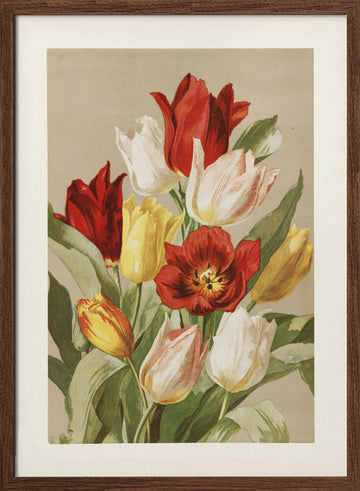 Tulips By Ellen Thayer Fisher | Poster - Walnut Frame Interior