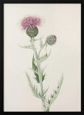 Prairie Thistle From North American Wildflowers (1925) By Mary Vaux Walcott. | Poster - Black Metal Frame Interior