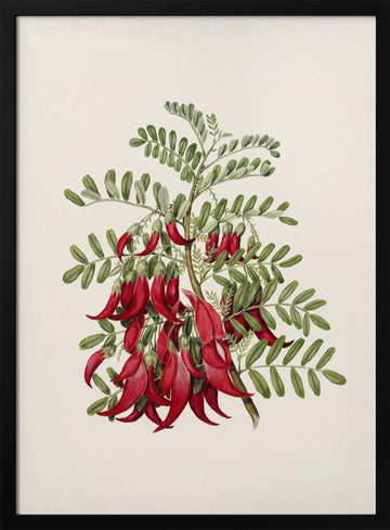 Kowhai   Clianthus Puniceus Drawn By Sarah Featon (1848–1927) | Poster - Black Metal Frame Interior