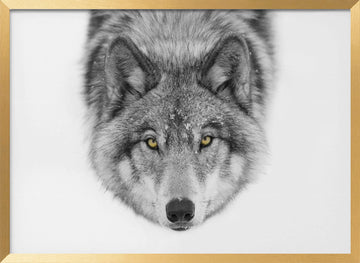 Yellow Eyed Wolf Gaze | Poster - Gold Frame Interior