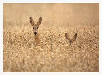 Curious Deer in Golden Wheat | Poster - White Frame Interior