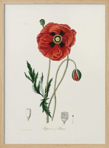 Common Poppy (papaver Rhoeas) Medical Botany | Poster - Wood Frame Interior