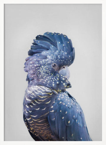Black Cockatoo | Poster - White Frame Interior