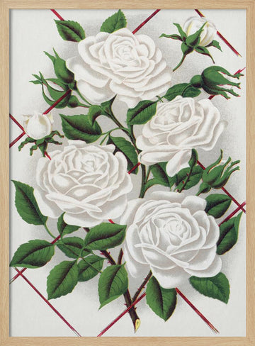 White Rose, Baltimore Belle Lithograph | Poster - Wood Frame Interior