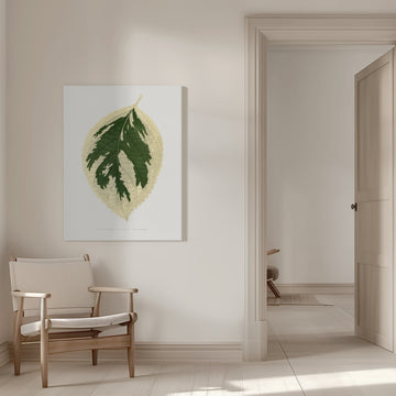 Hydrangea Japonica Variegata Leaf Illustration | Canvas - Room Interior 1