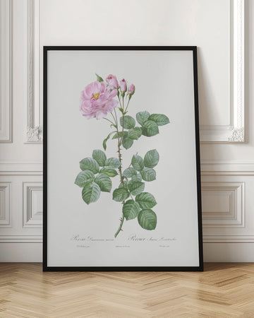 Aurora Poniatowska, Les Roses (1817–1824) | Poster - Room Interior 1