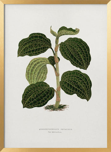 Green Anoechtochilus Setaceus Leaf Illustration | Poster - Gold Frame Interior