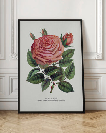 Pink Rose, Glorie De Dijon Lithograph | Poster - Room Interior 1