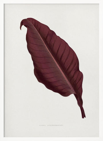 Pink Canna Atronigricans Leaf Illustration | Poster - White Frame Interior