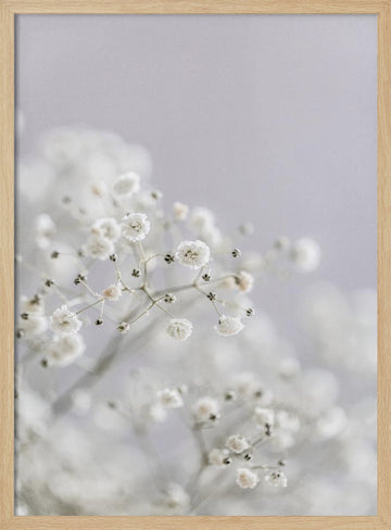 White Breath Flowers | Poster - Wood Frame Interior