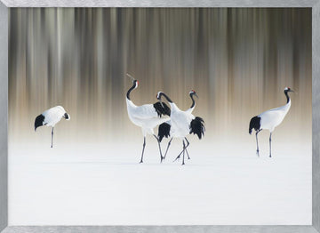 Graceful Cranes in Snow | Poster - Silver Frame Interior