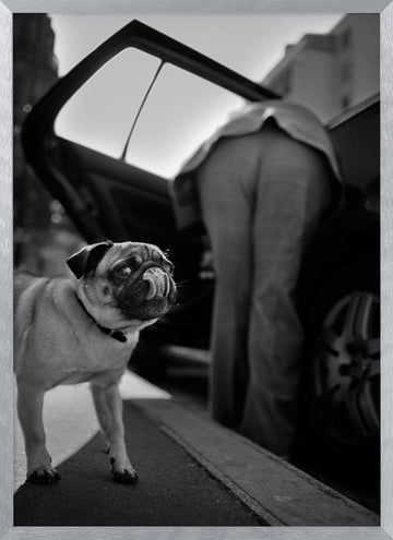 Pug's Funny Moment | Poster - Silver Frame Interior