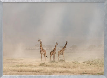 Giraffes in Golden Dust | Poster - Silver Frame Interior