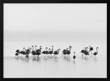 Graceful Flamingos Wading | Poster - Black Metal Frame Interior