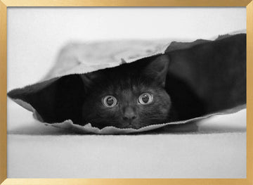 Curious Black Cat | Poster - Gold Frame Interior