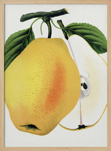 Kiefer's Hybrid Pear Lithograph | Poster - Wood Frame Interior