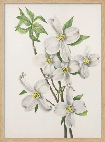 Flowering Dogwood From North American Wildflowers (1925) By Mary Vaux Walcott | Poster - Wood Frame Interior