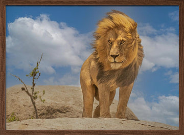 Majestic African Lion | Poster - Walnut Frame Interior