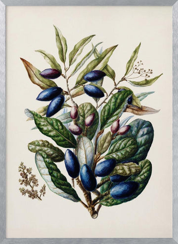 Beilschmiedia Taiaire Tawa Drawn By Sarah Featon (1848–1927) | Poster - Silver Frame Interior