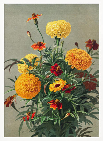 Marigolds | Poster - White Frame Interior