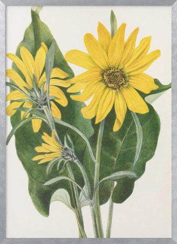 Balsamroot From North American Wildflowers (1925) By Mary Vaux Walcott | Poster - Silver Frame Interior
