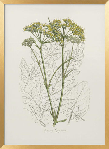 Opobalsam (pastinaca Opopanax)  Medical Botany | Poster - Gold Frame Interior