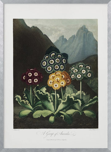 A Group of Auriculas from The Temple of Flora (1807) | Poster - Silver Frame Interior