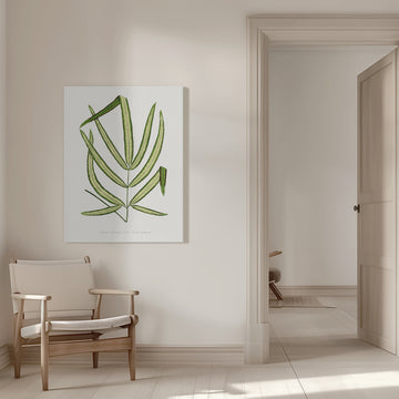 Pteris Cretica Leaf Illustration | Canvas - Room Interior 1