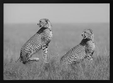 African Cheetahs Watching | Poster - Black Metal Frame Interior
