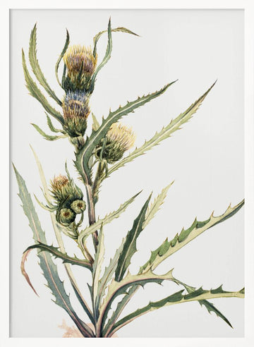White Thistle | Poster - White Frame Interior