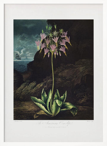 The American Cowslip from The Temple of Flora (1807) | Poster - White Frame Interior