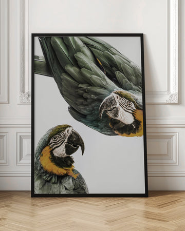 Vibrant Parrot Duo | Poster - Room Interior 1