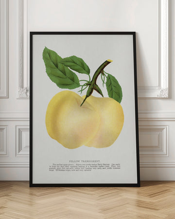 Yellow Transparent Apple Lithograph | Poster - Room Interior 1