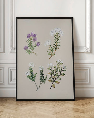 Veronica 4 Species Drawn By Sarah Featon (1848–1927) | Poster - Room Interior 1