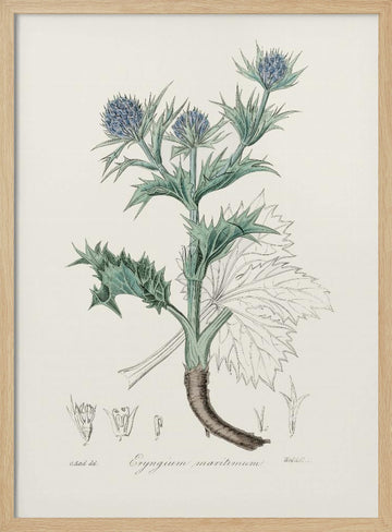 The Sea Holly (eryngium Mmaritimum) Medical Botany | Poster - Wood Frame Interior
