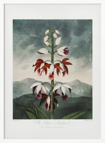 The Chinese Limodoron from The Temple of Flora (1807) | Poster - White Frame Interior