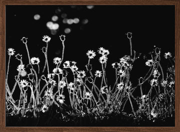 Night Flower Glow | Poster - Walnut Frame Interior