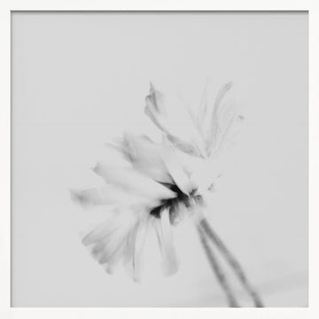 Ethereal White Flower | Poster - White Frame Interior