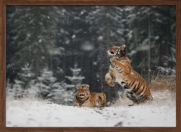 Siberian Winter Tigers | Poster - Walnut Frame Interior