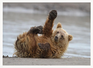 Playful Grizzly Cub | Poster - White Frame Interior