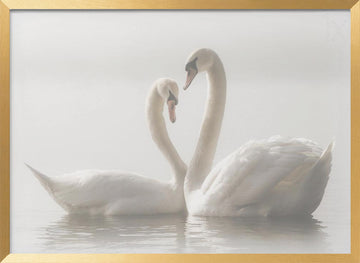 Swans In Love | Poster - Gold Frame Interior