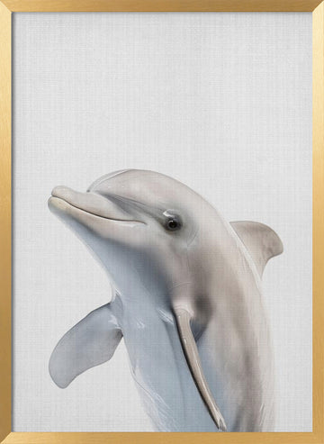 Friendly Dolphin Portrait | Poster - Gold Frame Interior