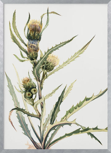 White Thistle | Poster - Silver Frame Interior
