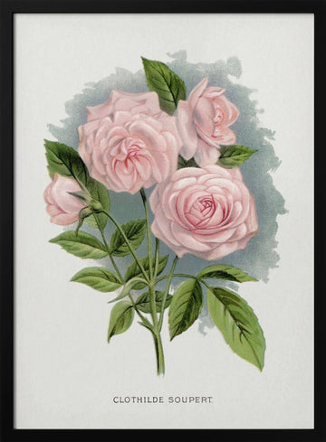 Pink Rose, Clothilde Soupert Lithograph | Poster - Black Metal Frame Interior