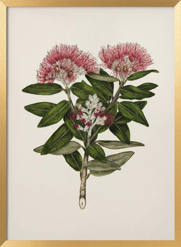 Pohutukawa   Metrosideros Tomentosa Drawn By Sarah Featon (1848–1927) | Poster - Gold Frame Interior
