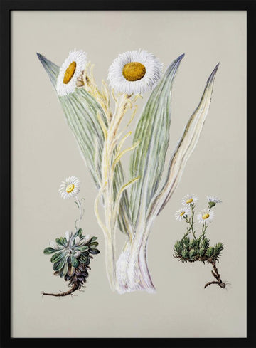 White Mountain Musk Drawn By Sarah Featon (1848–1927) | Poster - Black Metal Frame Interior