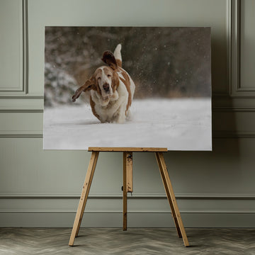 Joyful Basset Hound Snow Run | Canvas - Room Interior 1