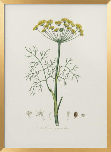 Dill (anethum Graveolens)  Medical Botany | Poster - Gold Frame Interior